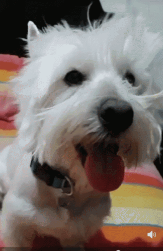 a small white dog with its tongue hanging out