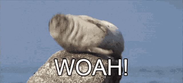 a seal sitting on top of a rock with the word woah written below it