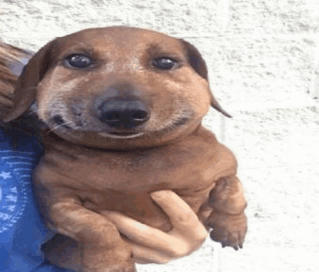 a person is holding a dachshund that is smiling .