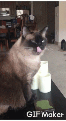 Kitty Cat GIF - Kitty Cat Tongue GIFs