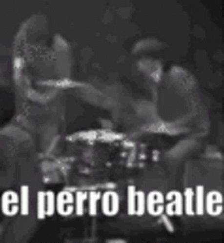 El Perro Beatle Ringo Drum GIF - El Perro Beatle Ringo Drum Hi Marissa GIFs