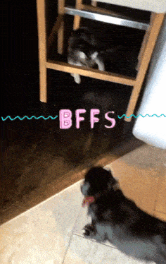 a picture of a cat and a dog with the words bffs written on the bottom