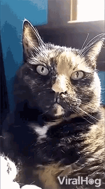 a calico cat is laying down and looking at the camera with viralhog written on the bottom of the screen