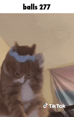 a cat wearing a blue headband with the words balls 277 on top