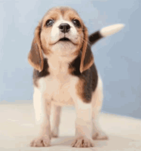 a brown and white beagle puppy is looking up