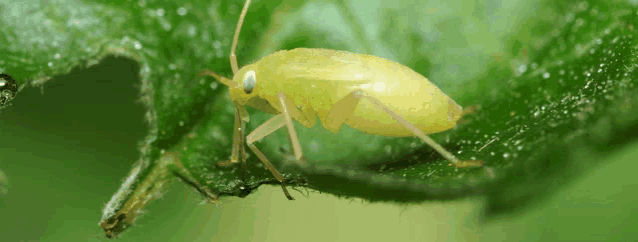 a small yellow bug sitting on a green leaf
