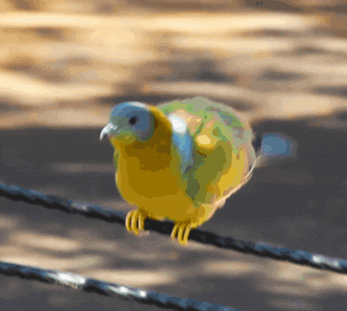 a colorful bird is perched on a wire with a blurry background