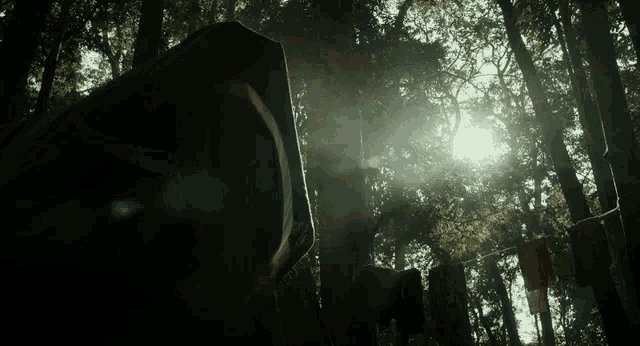 the sun is shining through the trees in a forest