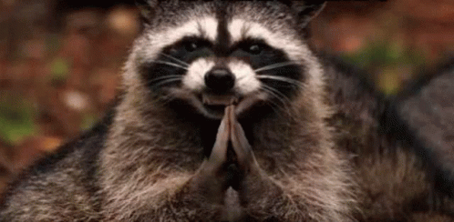 Xinim Raccoon GIF - Xinim Raccoon Coon GIFs