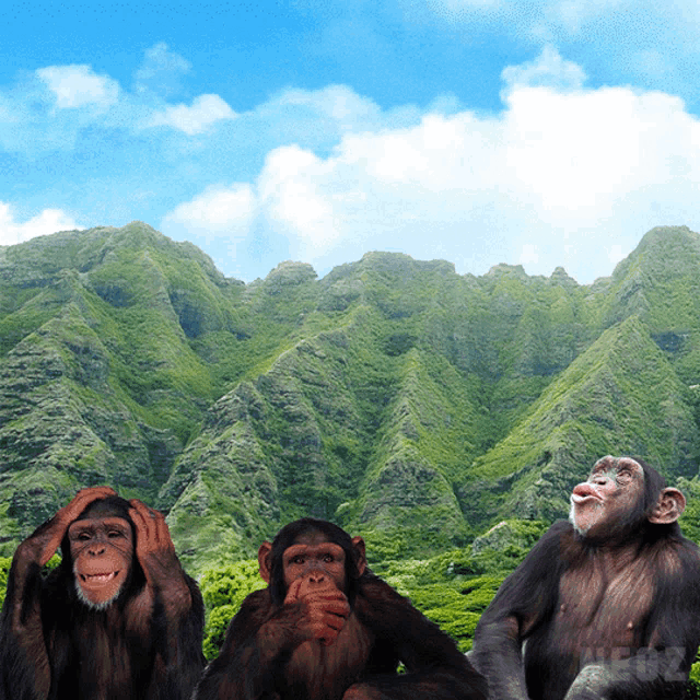 three chimpanzees are sitting in front of a mountain and covering their ears
