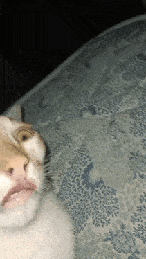 a close up of a cat laying on a bed with its mouth open