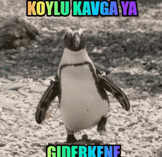 a penguin is standing on a rocky beach with the words koylu kavga ya giderkenf written above it