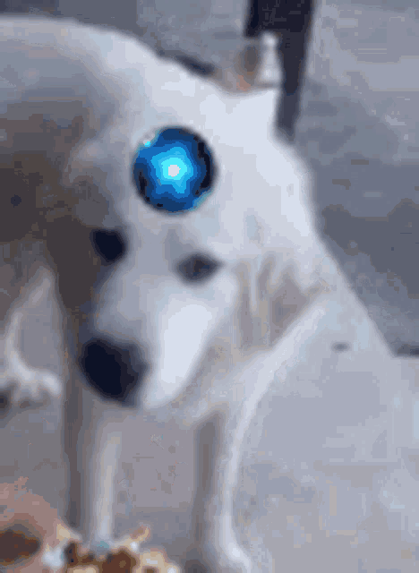 a white dog with a blue circle on its head is standing next to a person holding a cake .