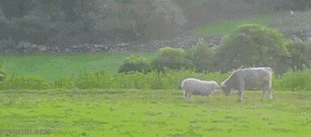 Boop Sheep GIF - Boop Sheep GIFs