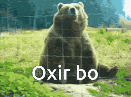 a bear is behind a fence with the words oxir bo written on it