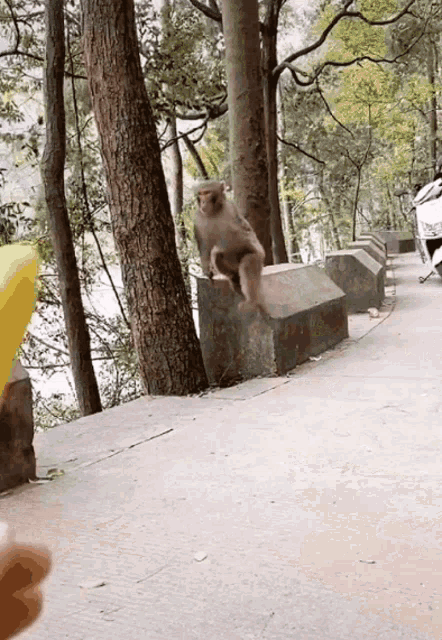Monke Monkey GIF - Monke Monkey Walking GIFs