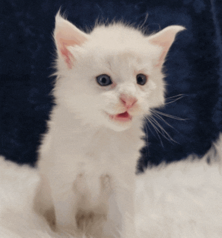a white kitten with a blue background is looking at the camera