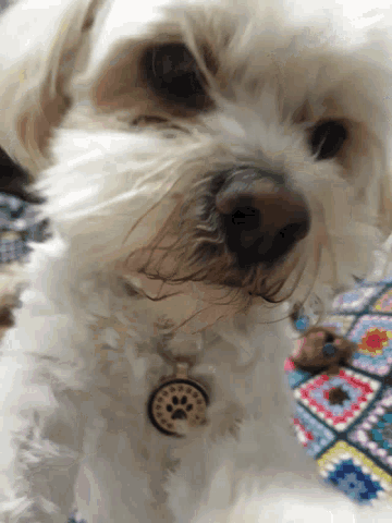 a close up of a dog with a tag that says " i love you " on it