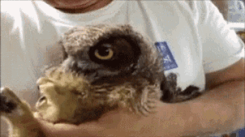 a man in a white shirt is holding an owl in his arms