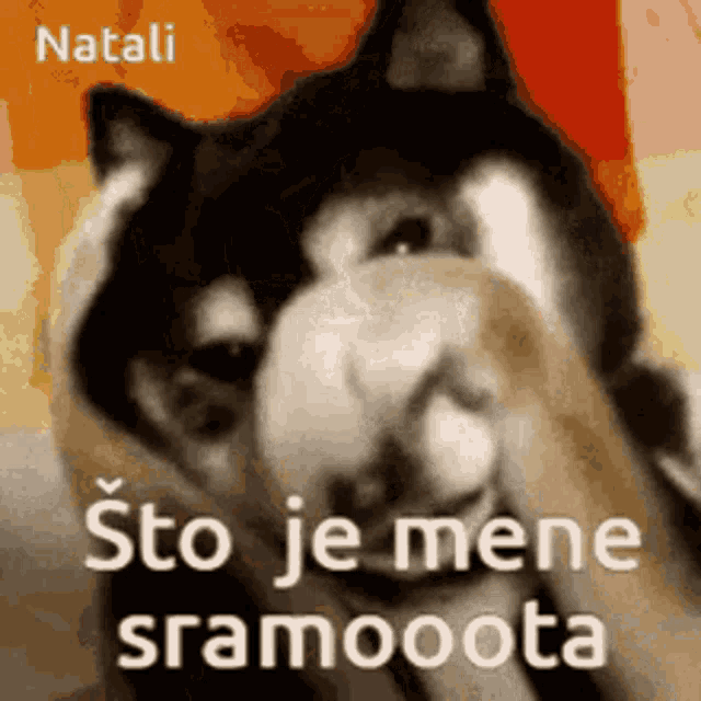 a husky dog is covering its face with its paw and the words sto je mene sramooota are above it