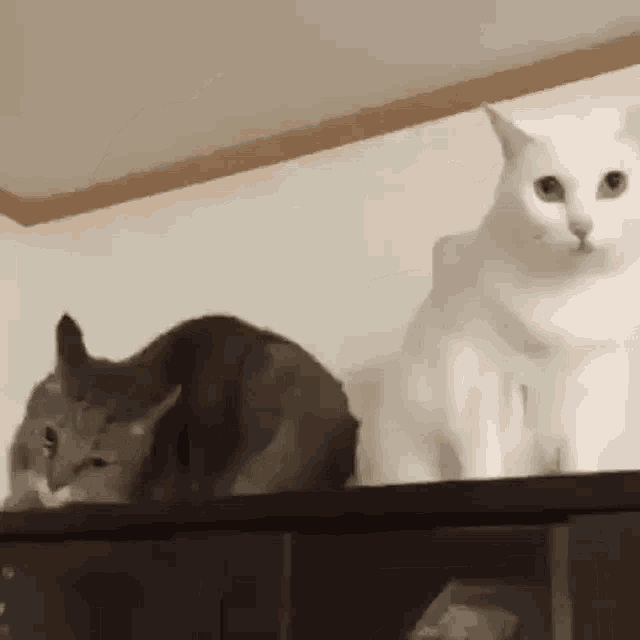 Love_your_cat GIF - Love_your_cat GIFs