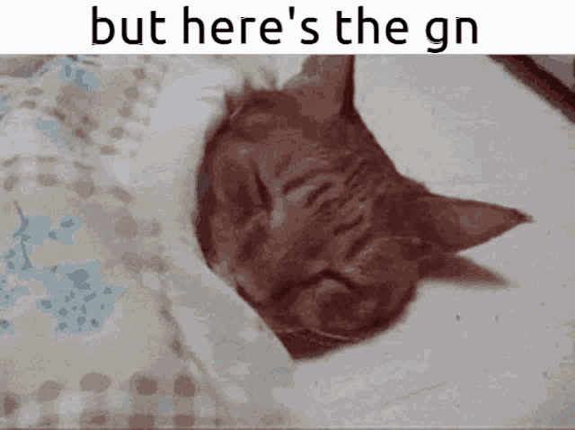 But Heres The Gn Gn GIF - But Heres The Gn But Heres The Gn GIFs