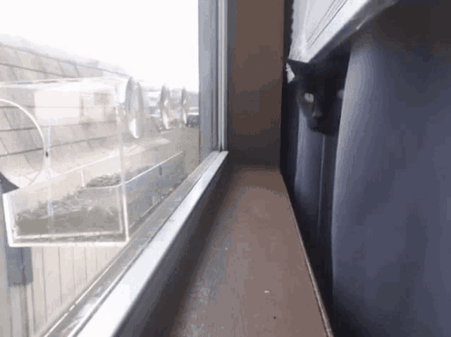 a cat is looking out of a window with a bird feeder .