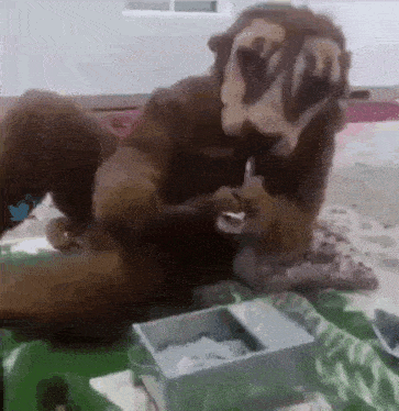 a dog wearing a lion costume is sitting on a bed eating ice cream .