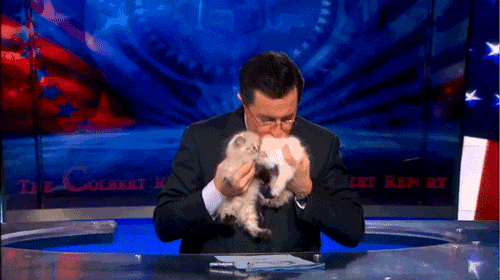 a man in a suit is holding a small kitten in front of a screen that says the colbert report