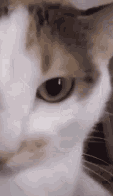 Cat Vibe GIF - Cat Vibe GIFs