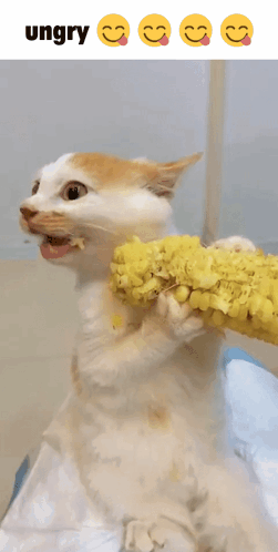 Cat Corn GIF - Cat Corn Ungry GIFs