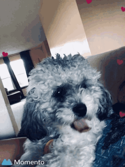 a momento photo of a dog with hearts on it