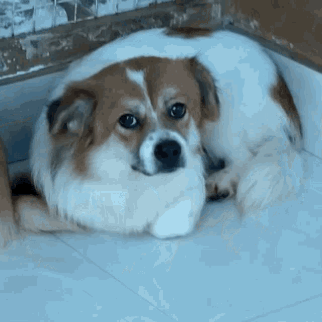 a brown and white dog laying on a tile floor