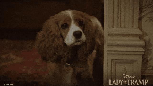 a dog standing next to a door that says disney lady tramp