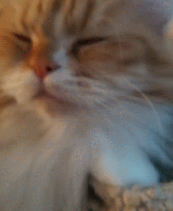 Cat Leeloo GIF - Cat Leeloo GIFs