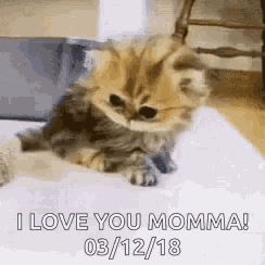 a kitten is sitting on a white blanket with the words `` i love you momma '' written on it .