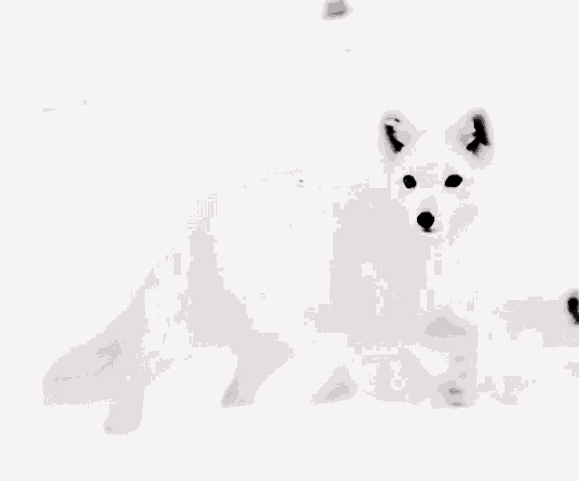 a mother arctic fox standing next to her baby fox in the snow .