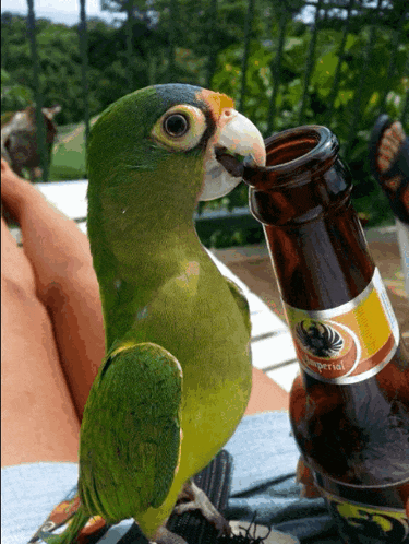 a green parrot is drinking from a bottle that says imperial