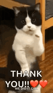 a black and white cat is standing on its hind legs and saying `` thank you ! we did it girl '' .
