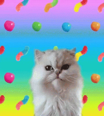 Candy Talking Cat GIF - Candy Can Talking Cat GIFs