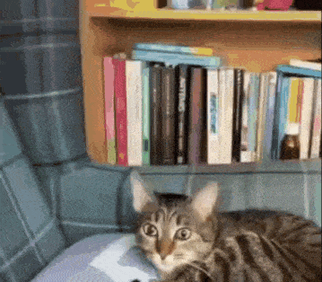 a cat is sitting on a couch in front of a bookshelf with books on it .