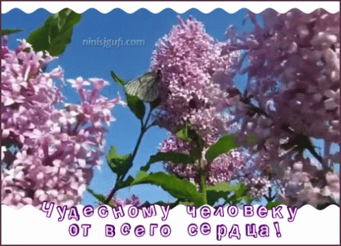 Lilac Flowers GIF - Lilac Flowers Spring GIFs