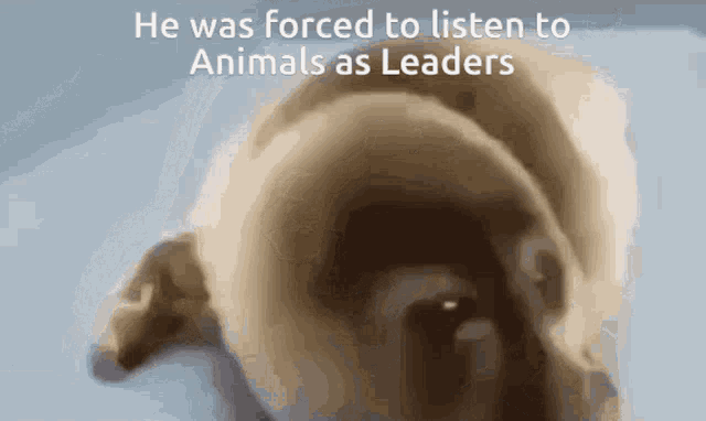 Crying Seal Animals As Leaders GIF - Crying Seal Animals As Leaders Forced To Listen To GIFs