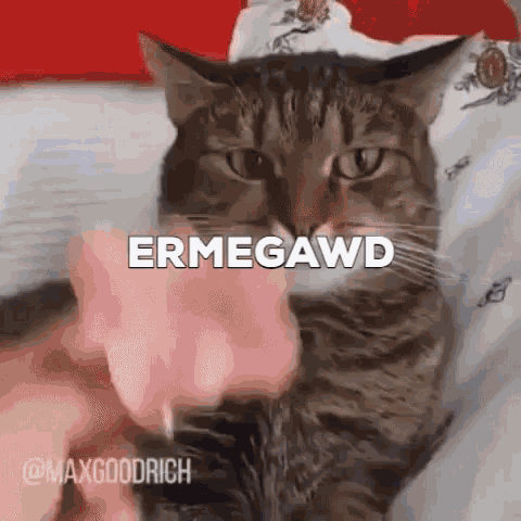 Ermegawd Cat GIF - Ermegawd Cat Wha The GIFs