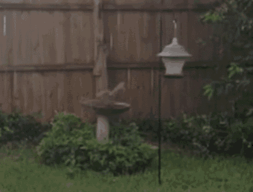 a bird feeder is hanging from a pole in a yard next to a wooden fence .