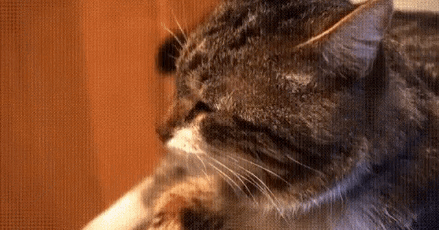 печальный кот плачет грустный GIF - Sad Cat Lonely GIFs