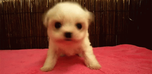 Puppy Mad GIF - Puppy Mad Cute GIFs