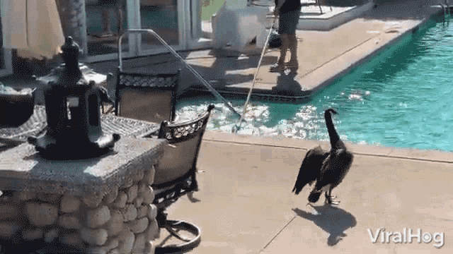Geese Walking Viralhog GIF - Geese Walking Viralhog Pool GIFs