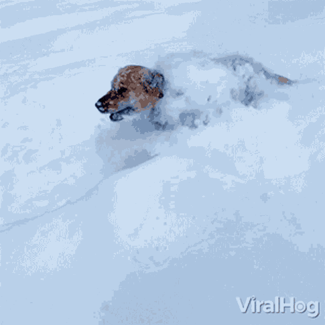 Running In Snow Viralhog GIF - Running In Snow Viralhog Run Fast GIFs