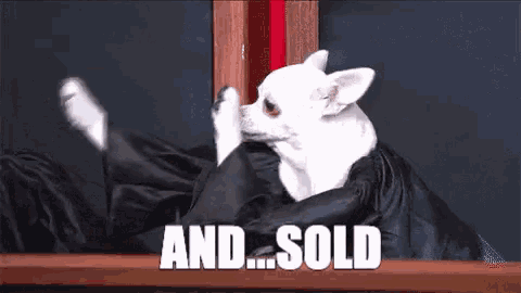 a small white chihuahua is sitting on a table with the words " and sold " written in white letters